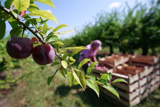 Сбор урожая алычи и сливы в Краснодарском крае