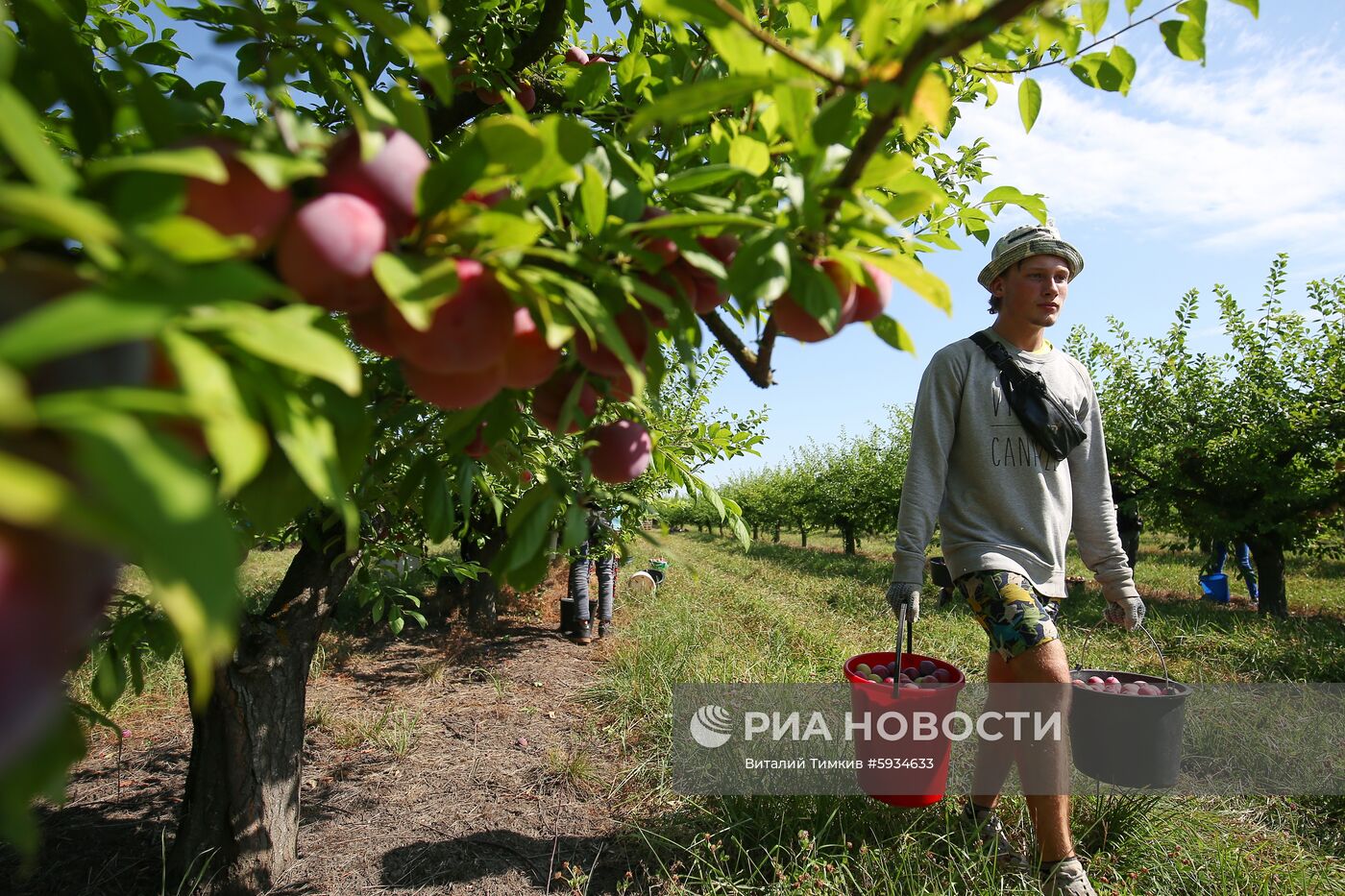 Сбор урожая алычи и сливы в Краснодарском крае