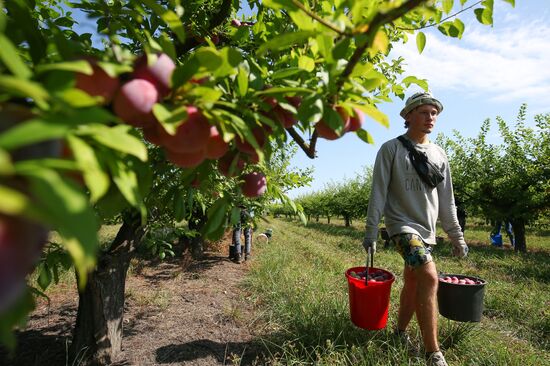 Сбор урожая алычи и сливы в Краснодарском крае
