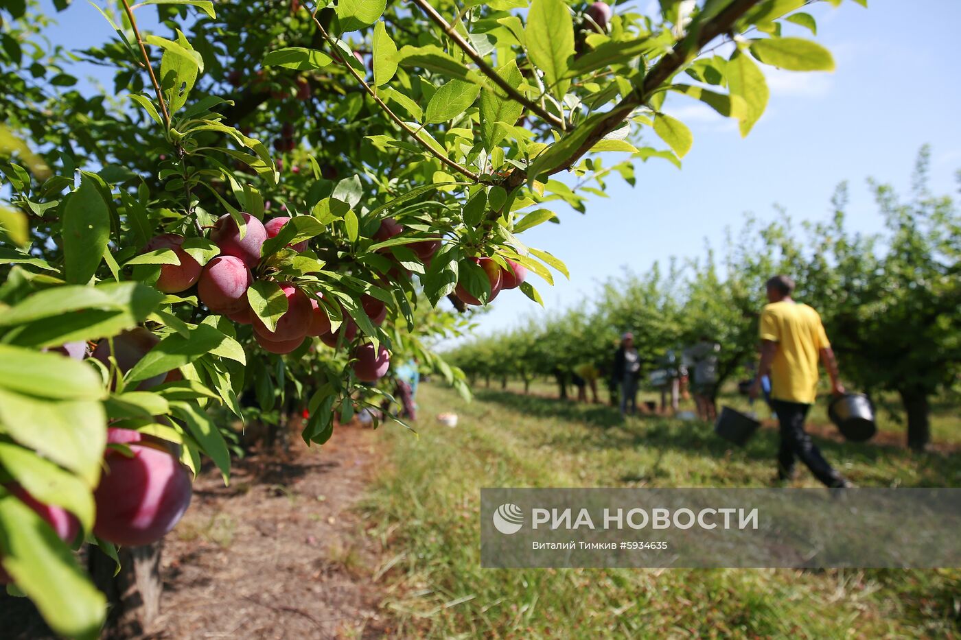 Сбор урожая алычи и сливы в Краснодарском крае