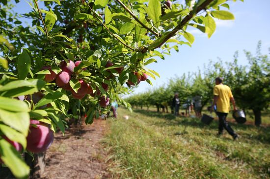Сбор урожая алычи и сливы в Краснодарском крае