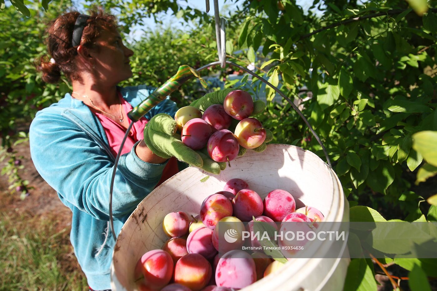 Сбор урожая алычи и сливы в Краснодарском крае