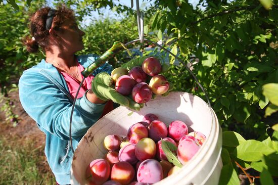 Сбор урожая алычи и сливы в Краснодарском крае