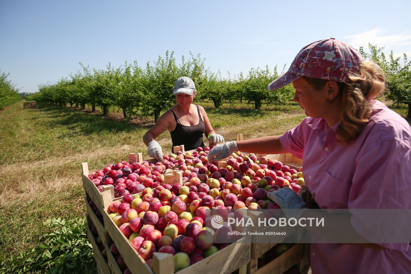Сбор урожая алычи и сливы в Краснодарском крае
