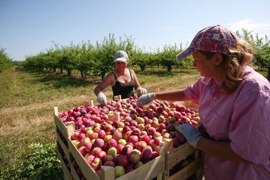 Сбор урожая алычи и сливы в Краснодарском крае