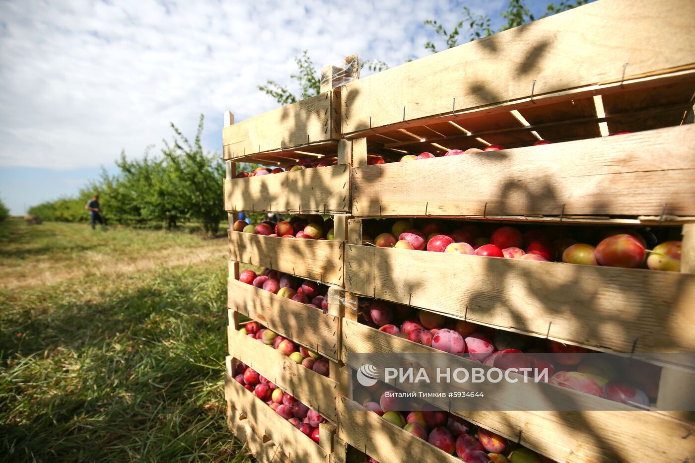 Сбор урожая алычи и сливы в Краснодарском крае