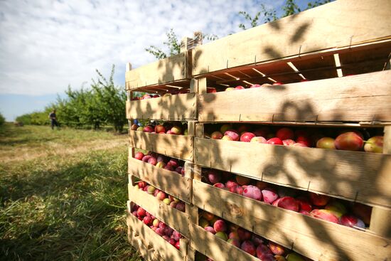 Сбор урожая алычи и сливы в Краснодарском крае