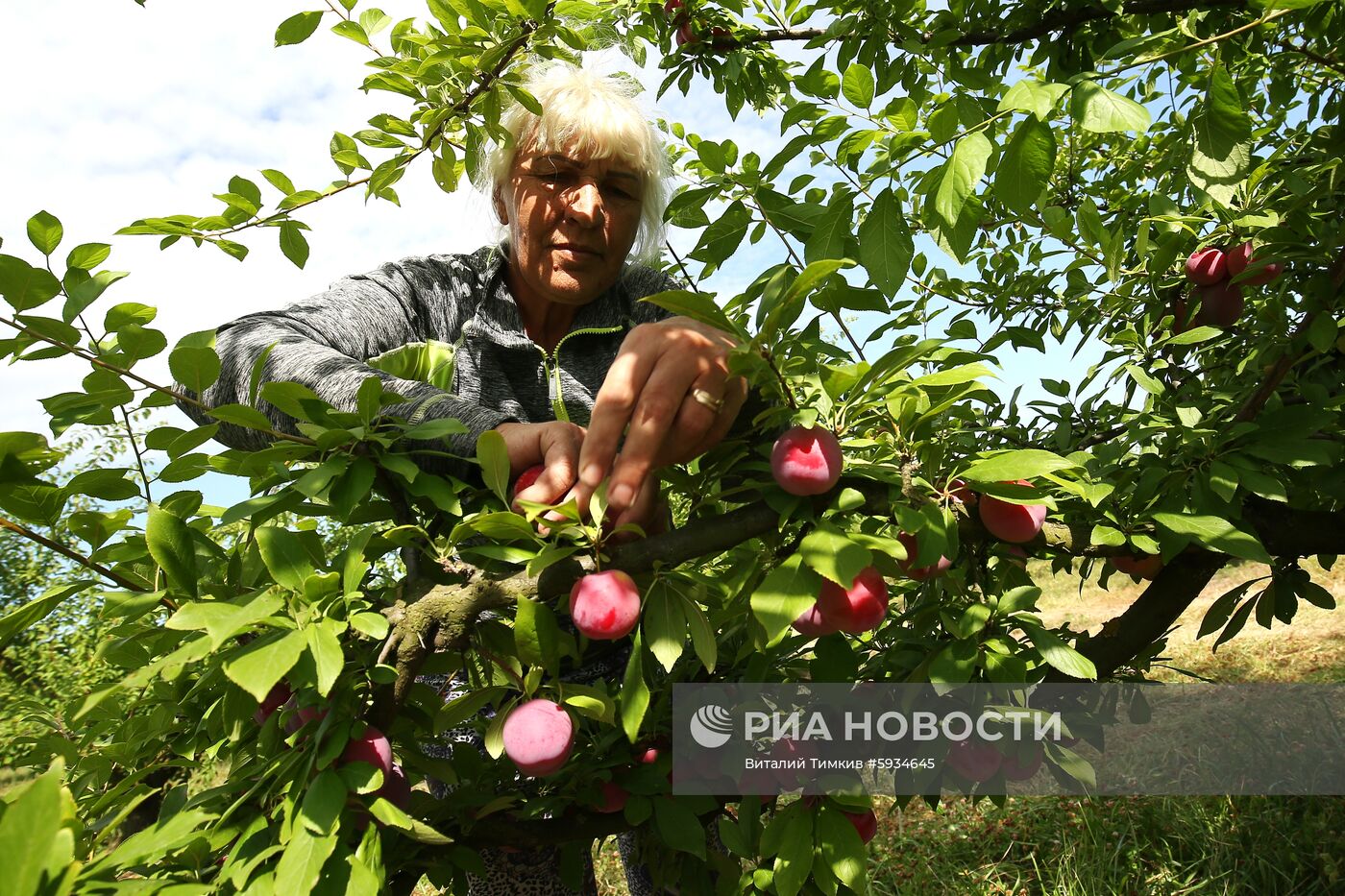 Сбор урожая алычи и сливы в Краснодарском крае