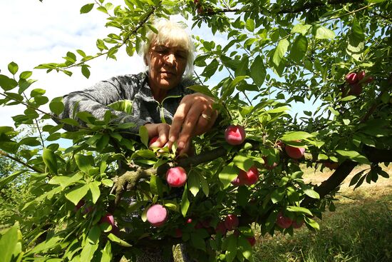 Сбор урожая алычи и сливы в Краснодарском крае