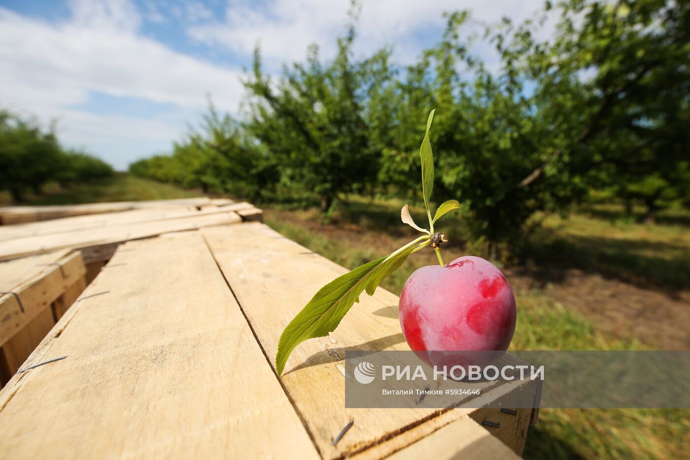 Сбор урожая алычи и сливы в Краснодарском крае
