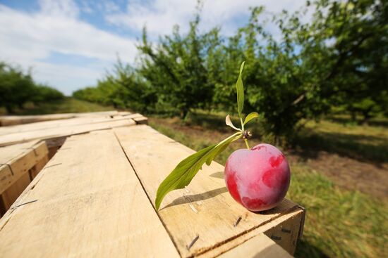 Сбор урожая алычи и сливы в Краснодарском крае