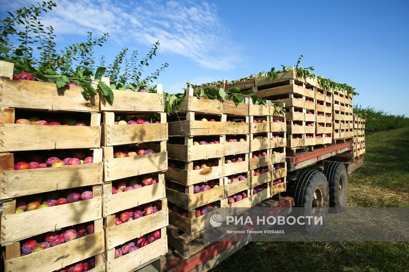 Сбор урожая алычи и сливы в Краснодарском крае