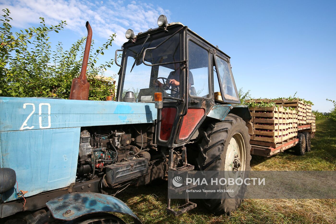 Сбор урожая алычи и сливы в Краснодарском крае | РИА Новости Медиабанк