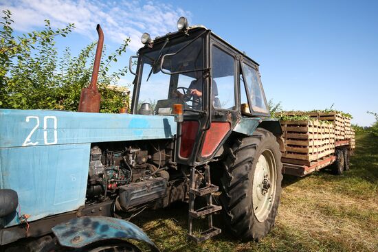 Сбор урожая алычи и сливы в Краснодарском крае