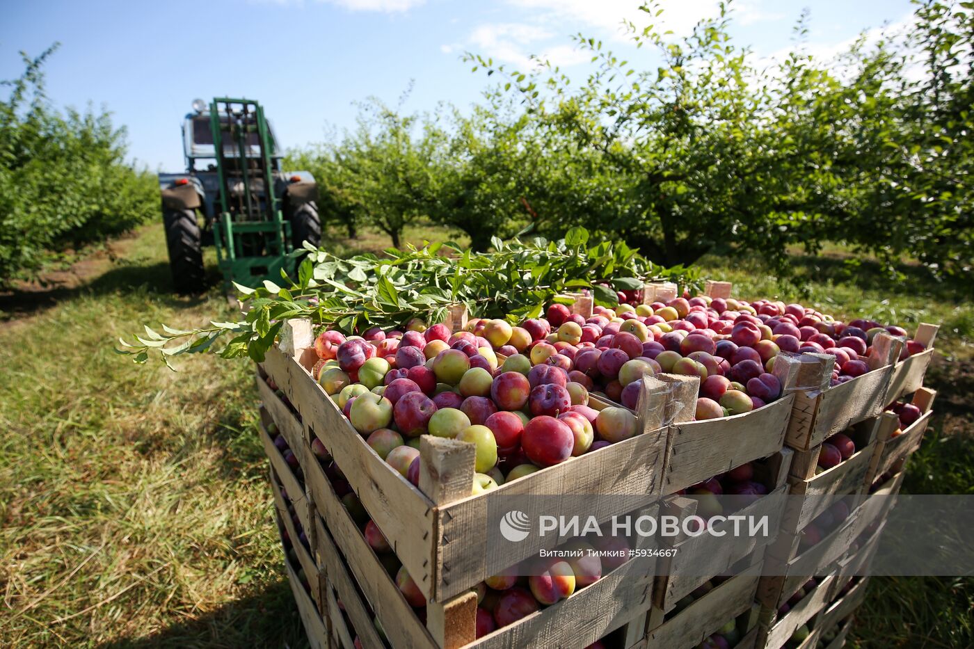 Сбор урожая алычи и сливы в Краснодарском крае