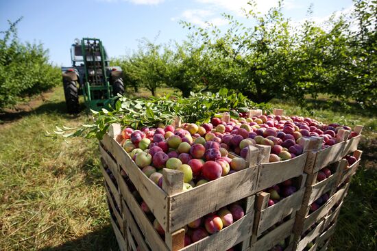 Сбор урожая алычи и сливы в Краснодарском крае