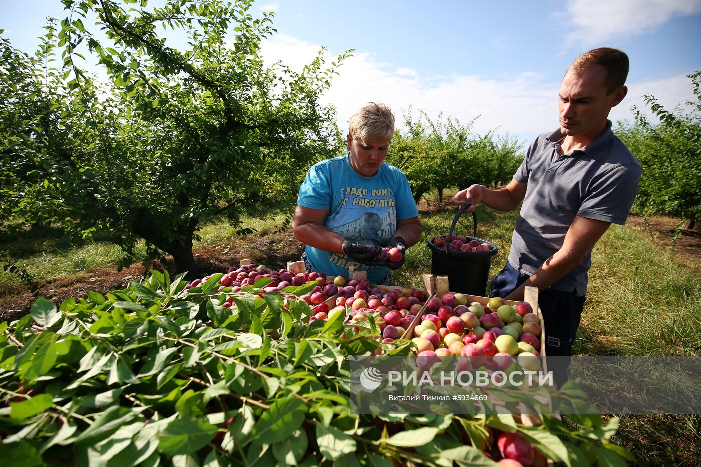 Сбор урожая алычи и сливы в Краснодарском крае