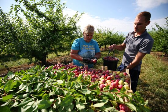 Сбор урожая алычи и сливы в Краснодарском крае