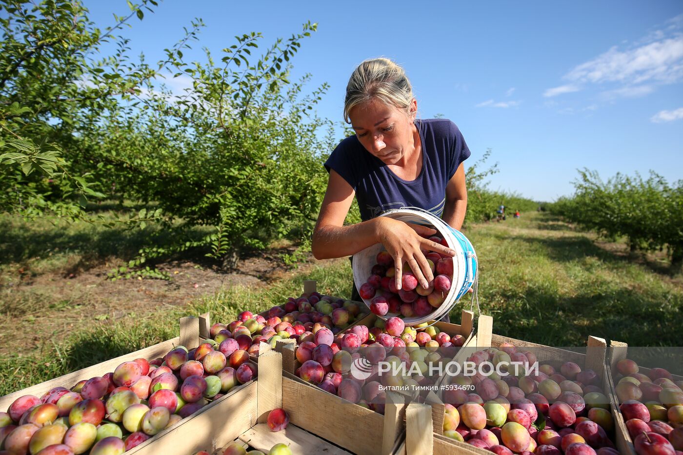 Сбор урожая алычи и сливы в Краснодарском крае
