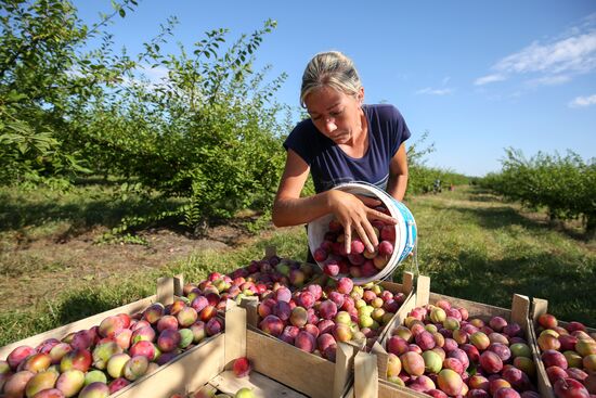 Сбор урожая алычи и сливы в Краснодарском крае