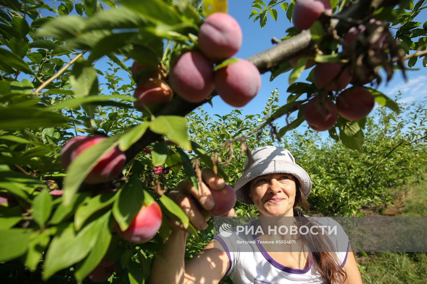 Сбор урожая алычи и сливы в Краснодарском крае