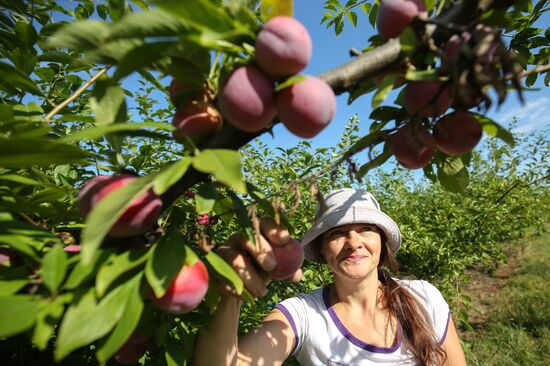 Сбор урожая алычи и сливы в Краснодарском крае