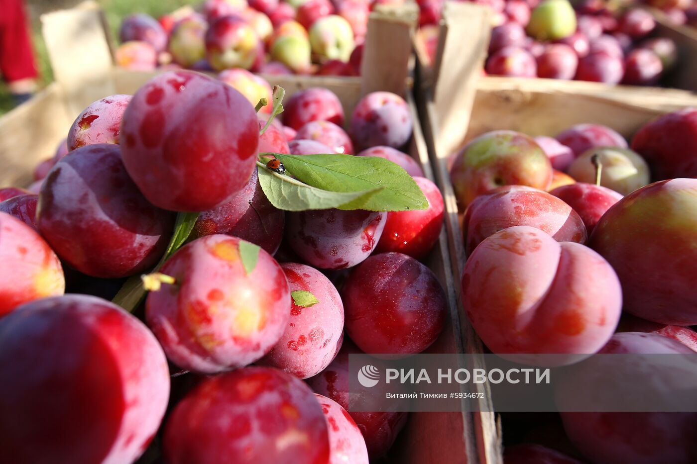 Сбор урожая алычи и сливы в Краснодарском крае