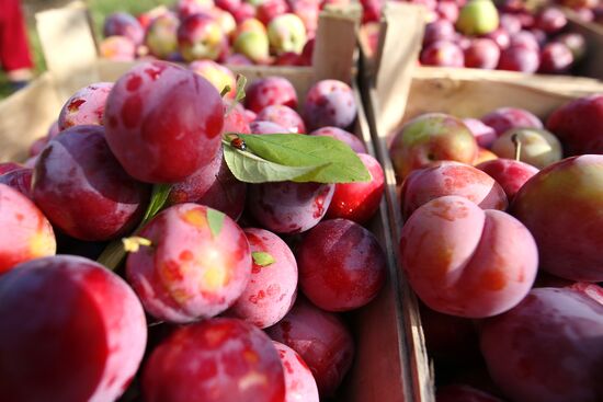 Сбор урожая алычи и сливы в Краснодарском крае