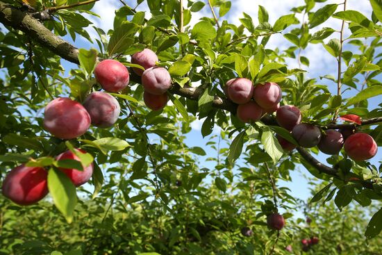 Сбор урожая алычи и сливы в Краснодарском крае