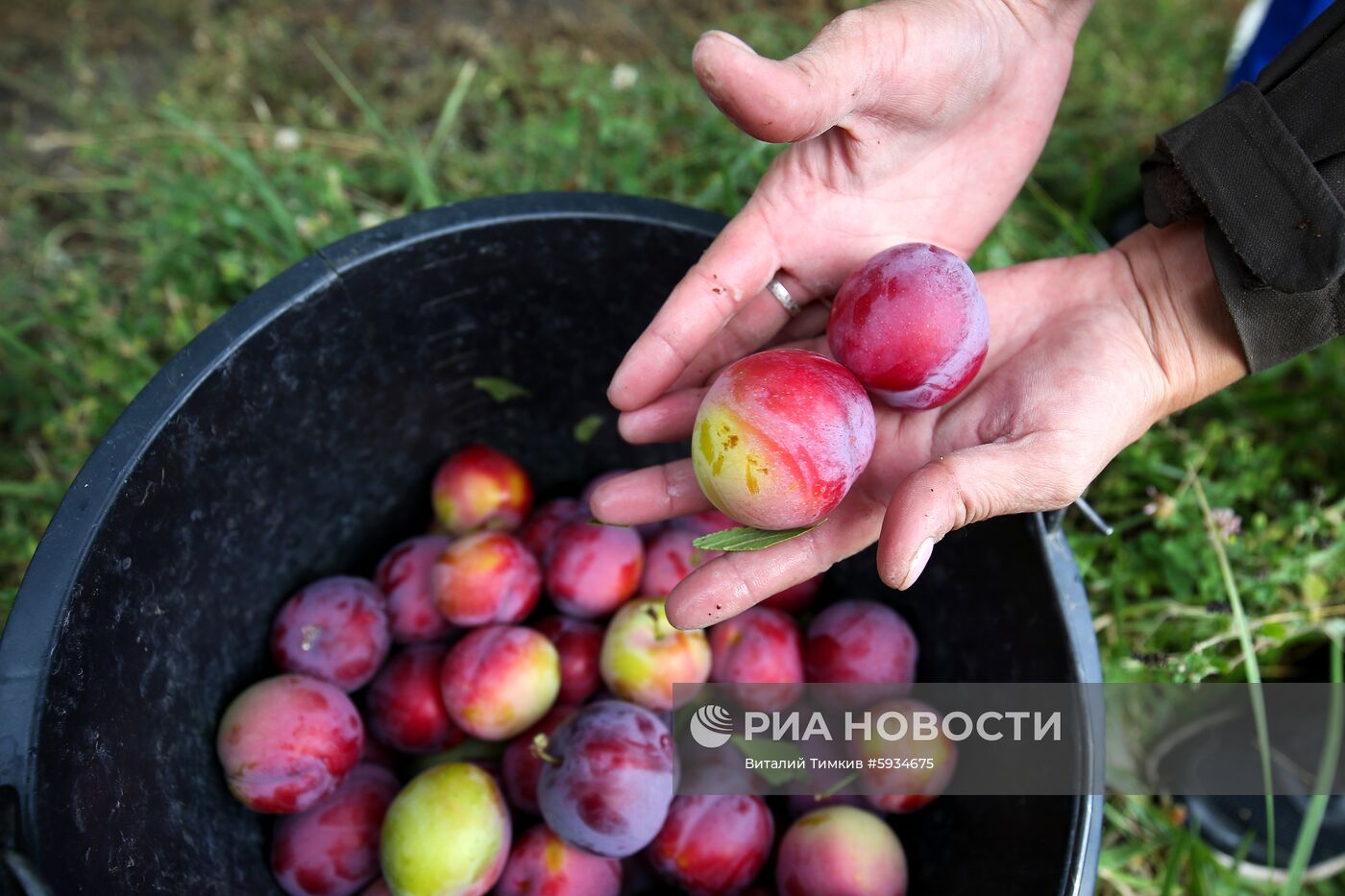 Сбор урожая алычи и сливы в Краснодарском крае