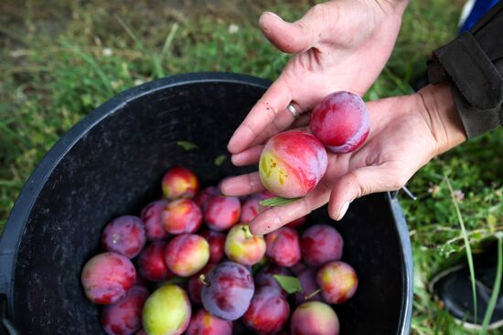 Сбор урожая алычи и сливы в Краснодарском крае