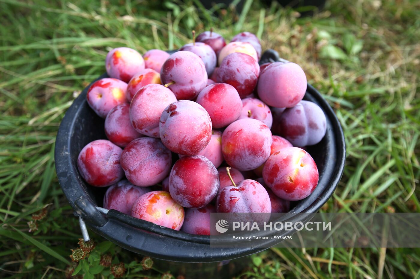 Сбор урожая алычи и сливы в Краснодарском крае