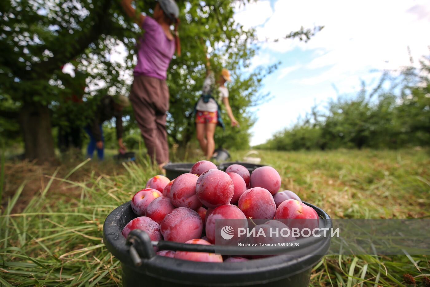 Сбор урожая алычи и сливы в Краснодарском крае