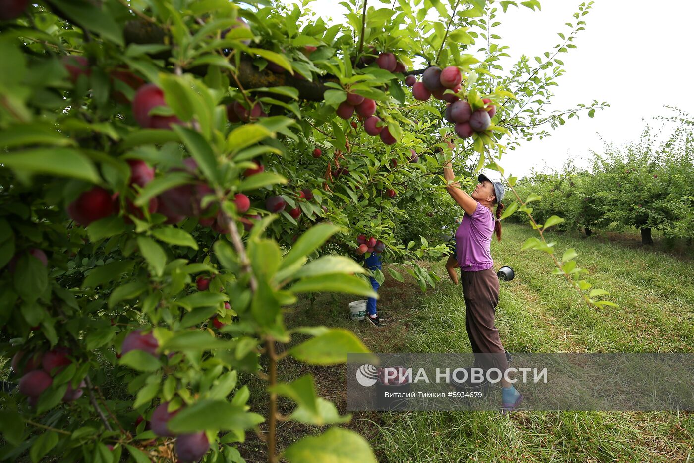Сбор урожая алычи и сливы в Краснодарском крае