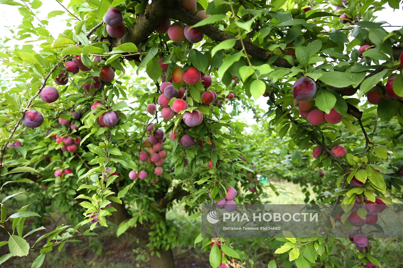 Сбор урожая алычи и сливы в Краснодарском крае