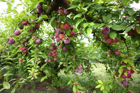 Сбор урожая алычи и сливы в Краснодарском крае