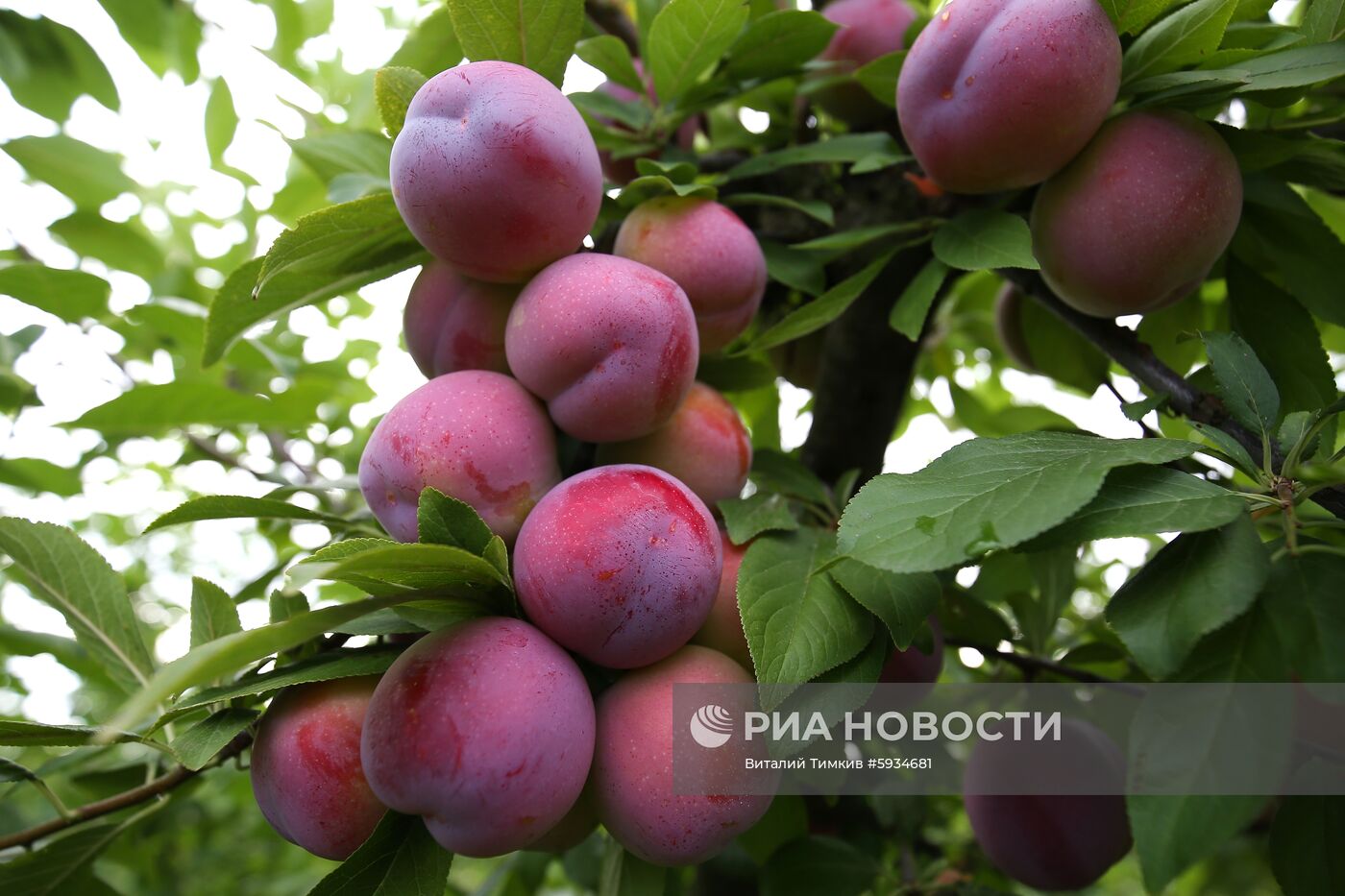 Сбор урожая алычи и сливы в Краснодарском крае