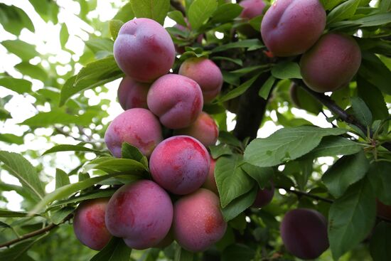 Сбор урожая алычи и сливы в Краснодарском крае