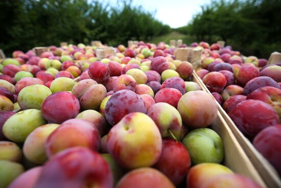 Сбор урожая алычи и сливы в Краснодарском крае