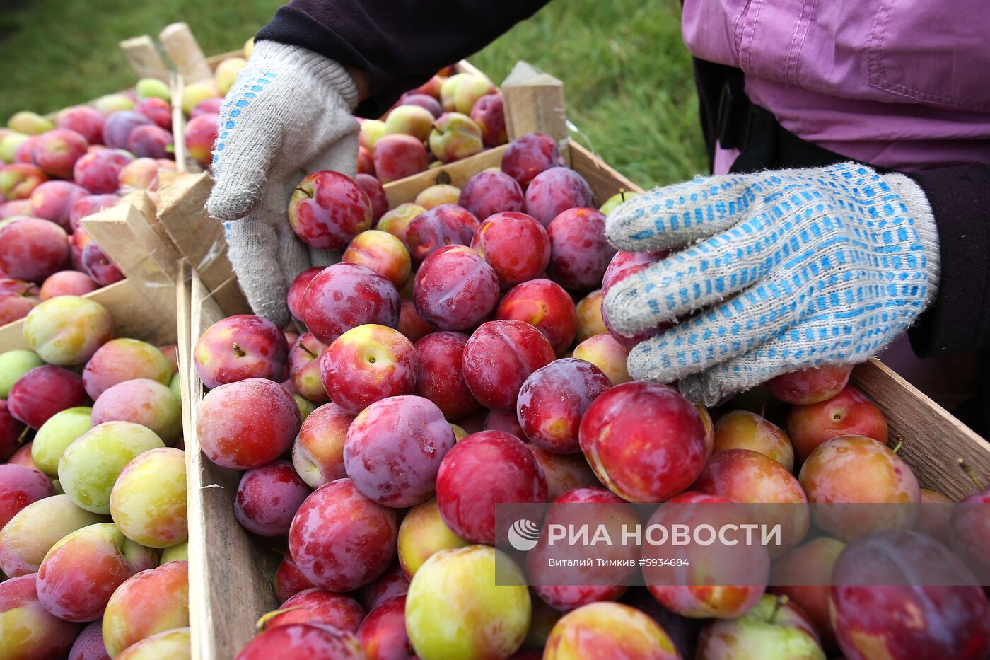 Сбор урожая алычи и сливы в Краснодарском крае