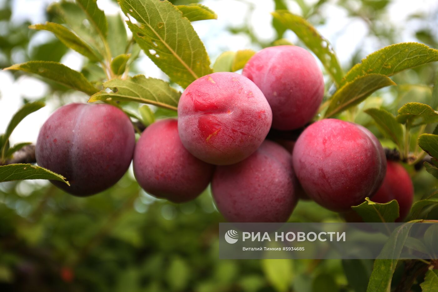 Сбор урожая алычи и сливы в Краснодарском крае