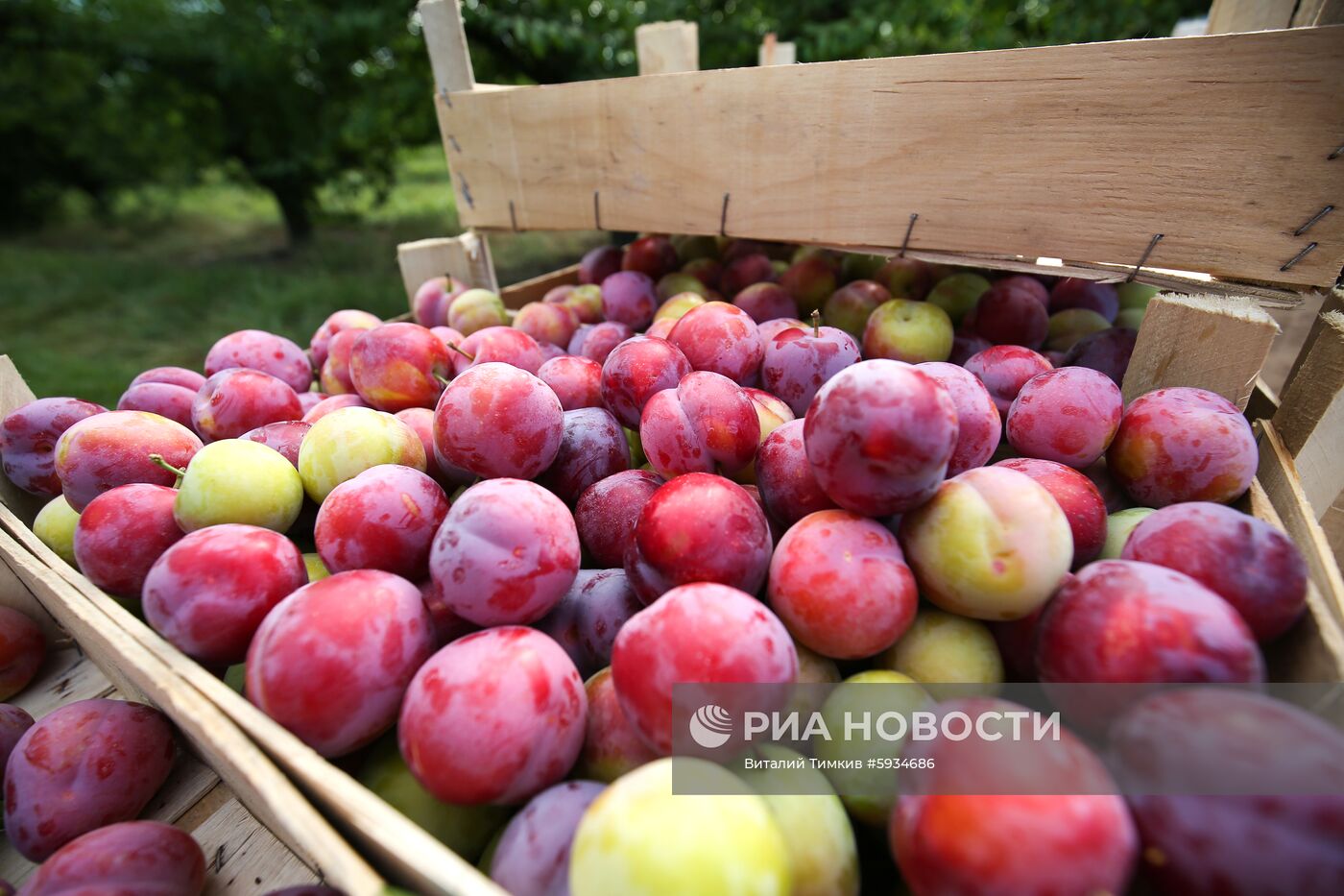 Сбор урожая алычи и сливы в Краснодарском крае