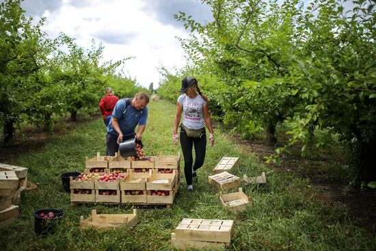 Сбор урожая алычи и сливы в Краснодарском крае