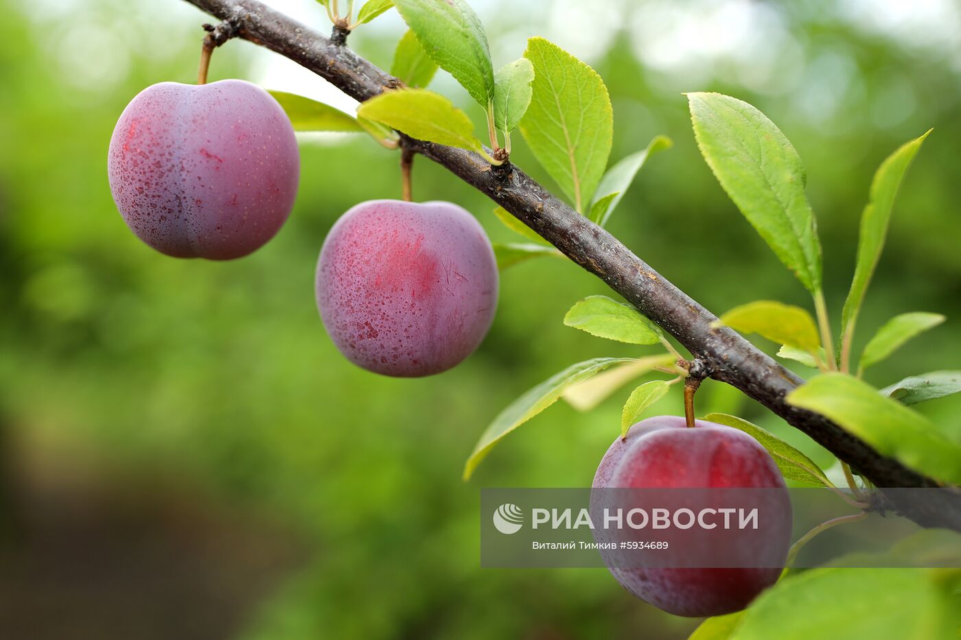 Сбор урожая алычи и сливы в Краснодарском крае