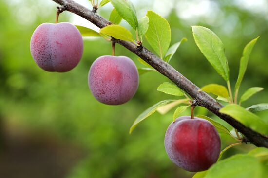 Сбор урожая алычи и сливы в Краснодарском крае