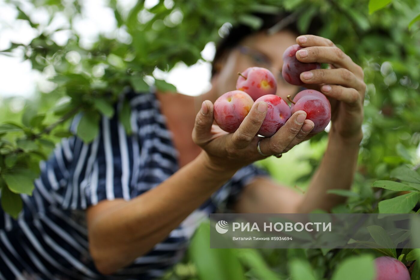 Сбор урожая алычи и сливы в Краснодарском крае