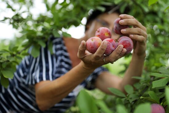 Сбор урожая алычи и сливы в Краснодарском крае