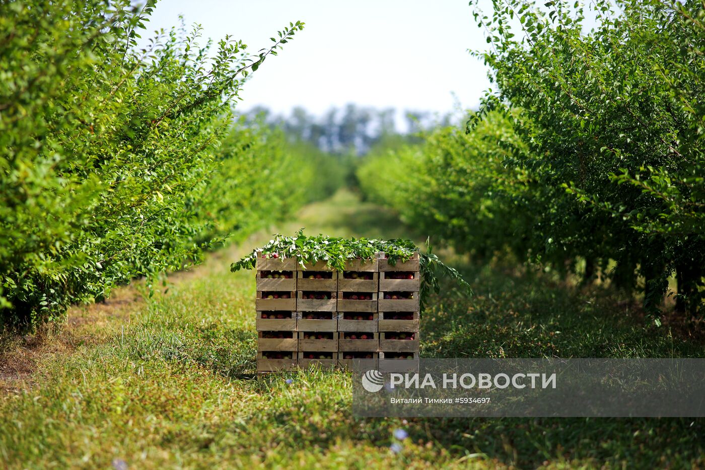 Сбор урожая алычи и сливы в Краснодарском крае