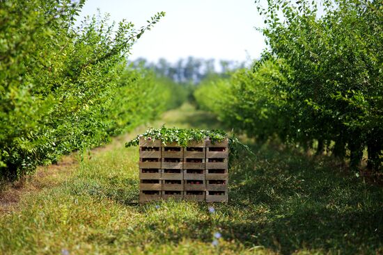 Сбор урожая алычи и сливы в Краснодарском крае