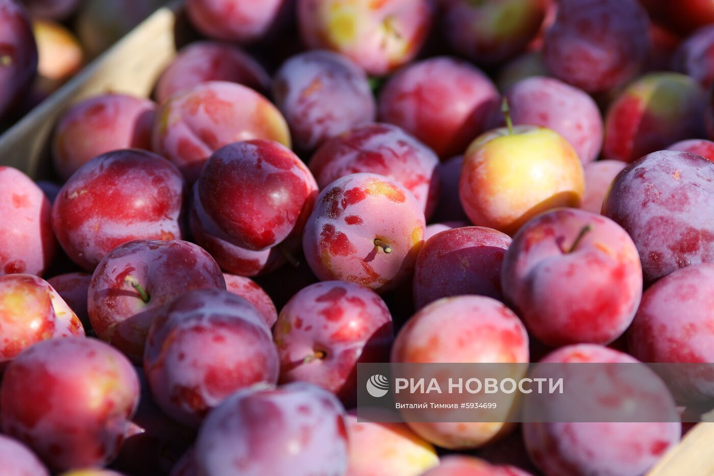 Сбор урожая алычи и сливы в Краснодарском крае